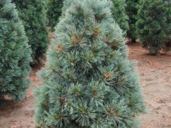 Pinus flexilis ‘Cesarinii Blue’