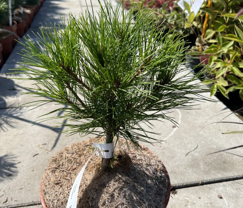 Pinus densiflora HEAVY BUD