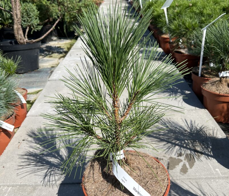 Pinus nigra 'Maritima’