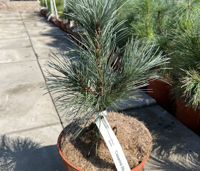 Pinus flexilis ‘Cesarinii Blue’