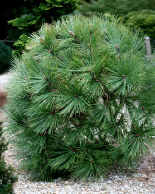 Pinus jeffreyi ‘Joppi’