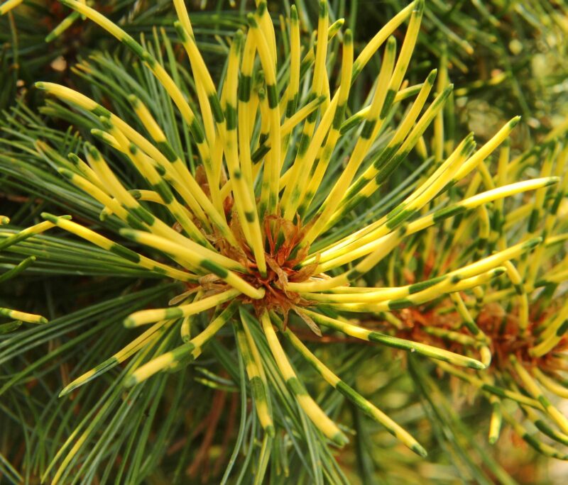 Pinus parviflora ‘Ogon Janome’