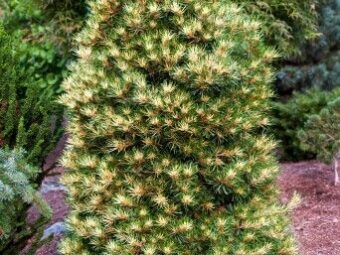 Pinus parviflora ‘Ogon Janome’