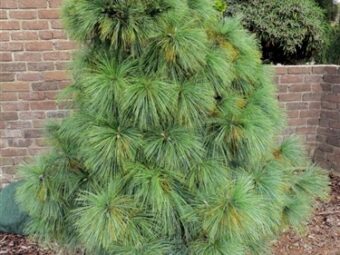 Pinus x schwerinii 'Wiethorst’