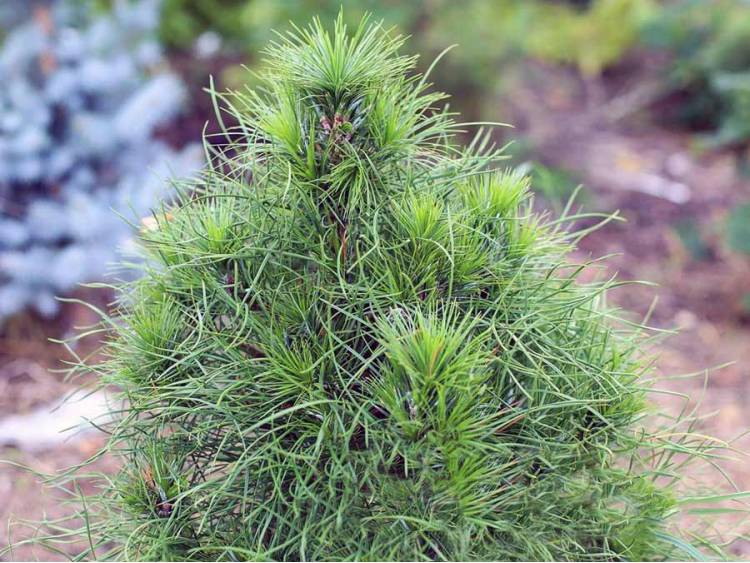 Pinus sylvestris ‘Xavery’