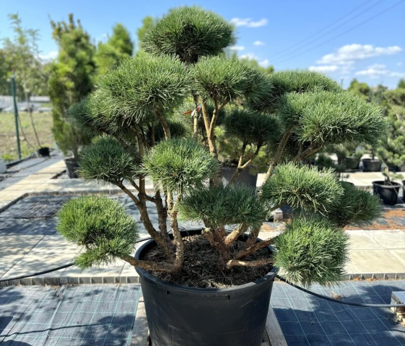 bonsai pušis medelynas