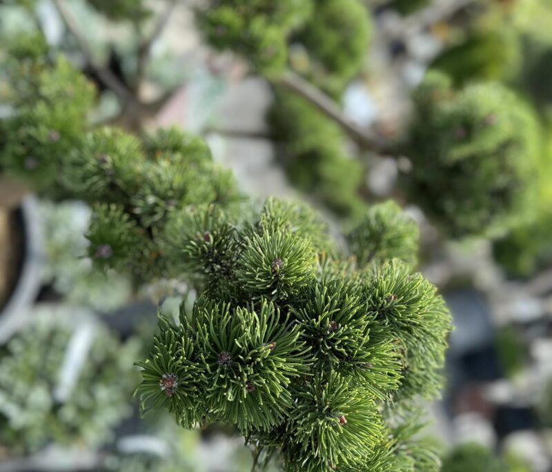 skiepyta pusis bonsai