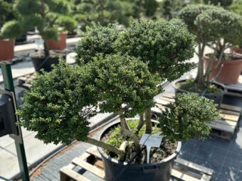 ilex bonsai