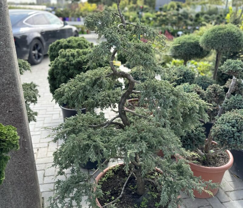 bonsai kadagys