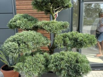 bonsai pusis glauca