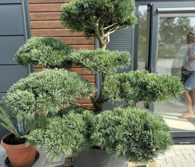 bonsai pusis glauca