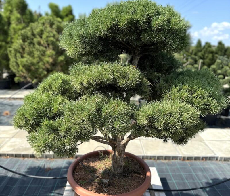 bonsai formuota pusis