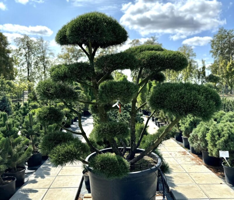 pusis bonsai gnom