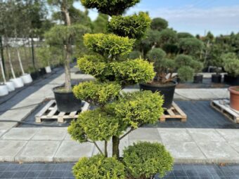 bonsai marijampole