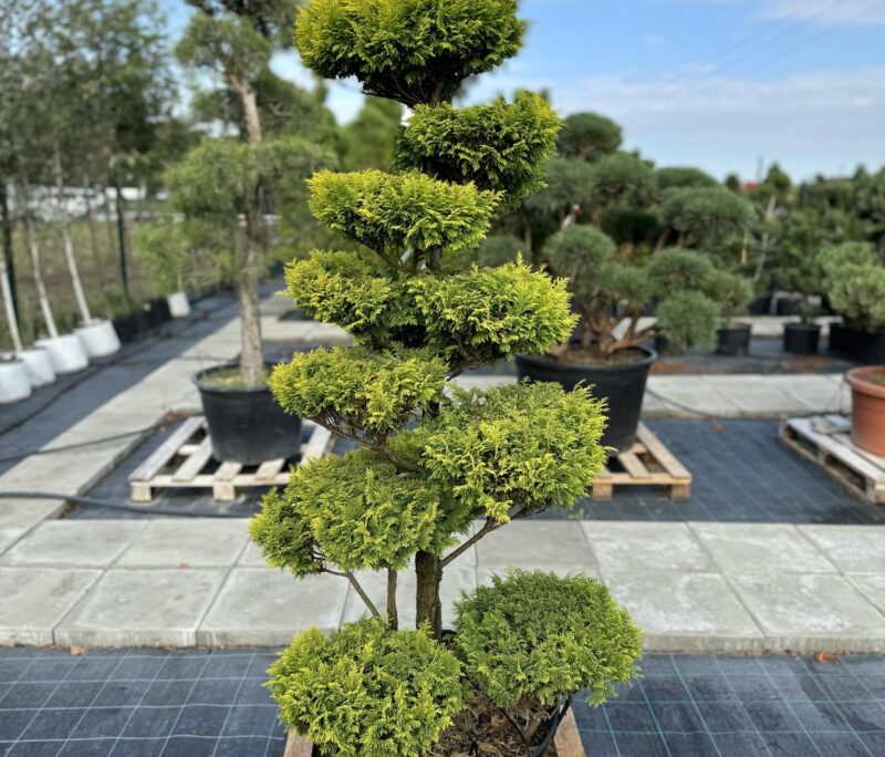 bonsai marijampole