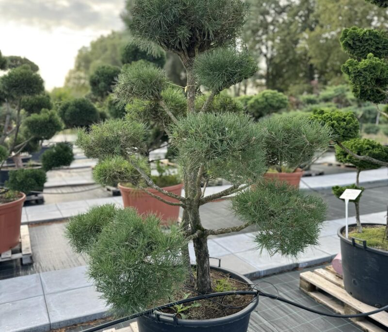 formuota pušis bonsai