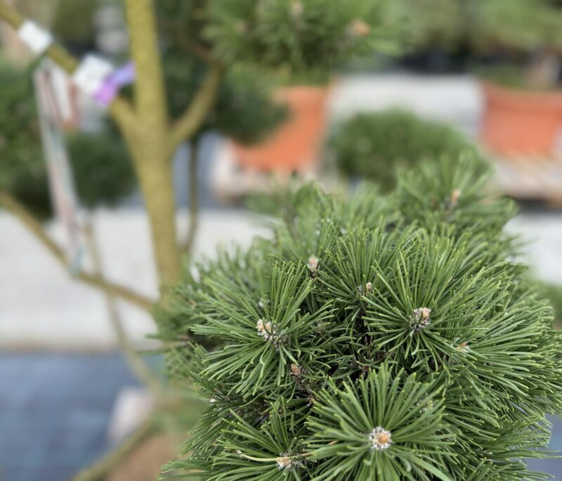 formuota pušis bonsai