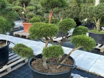 bonsai formuota pusis