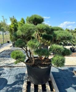 Formuota pušis Nr. 20