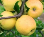 obelis ananasinis