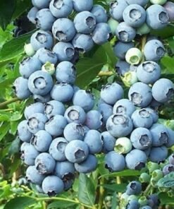 Vidutinio vėlyvumo Šilauogė 'Sierra' 