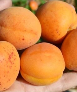 Abrikosas "Early Orange"
