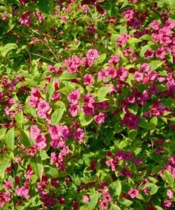 Veigelė „Moulin Rouge“