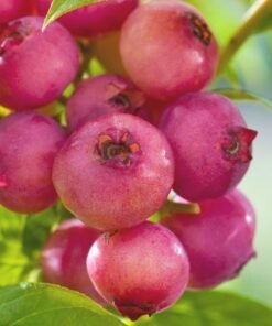 Vidutinio ankstyvumo šilauogė "Pink Lemonade"