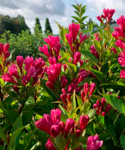 Veigelė „Big Love“