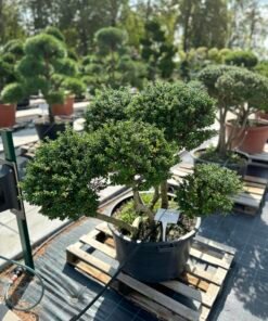 Formuotas bugienis Nr. 14