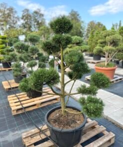 Formuota pušis Nr. 25