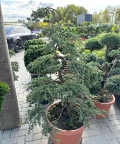 Formuotas kadagys Nr.2