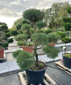 Formuota pušis Nr. 23