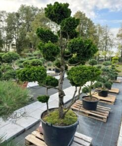 Formuotas puskiparisis Nr. 24