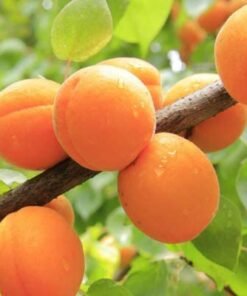 Koloninis abrikosas "Compacta"