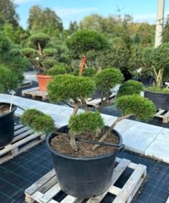 Formuota pušis Nr. 21