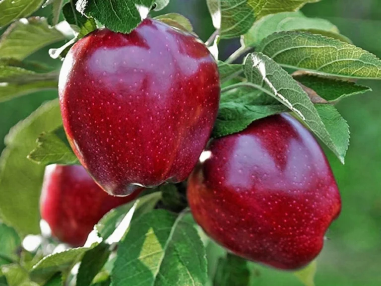 obelis zmienine red chief