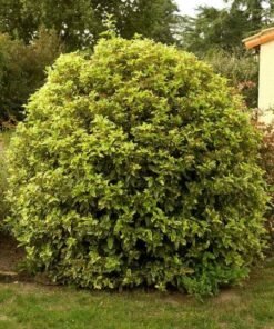 Ožekšnis japoninis „Aureomarginatus“