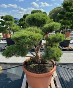 Formuota pušis Nr. 16