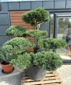 Formuota pušis Nr.3