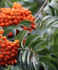 Paprastasis šermukšnis