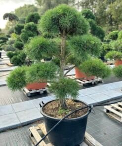 Formuota pušis Nr. 22