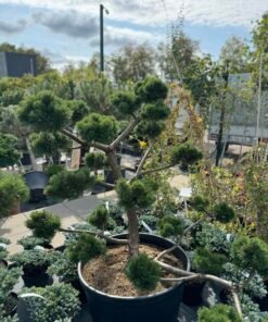 Formuota pušis Nr. 5