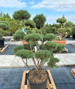 Formuota pušis Nr. 27