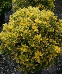 Ožekšnis japoninis „Marieke“