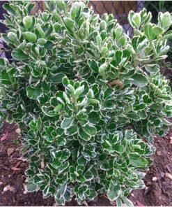 Ožekšnis japoninis „Kathy“