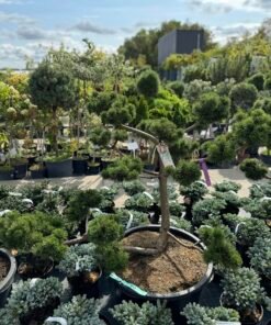 Formuota pušis Nr. 6