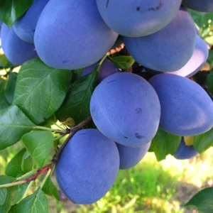 velyva slyva top hit