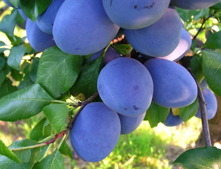 velyva slyva top hit