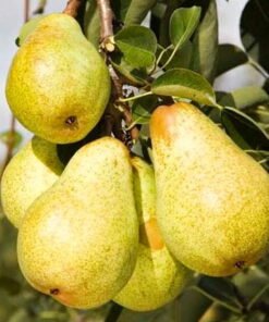 Kriaušė Bonkreta Williams